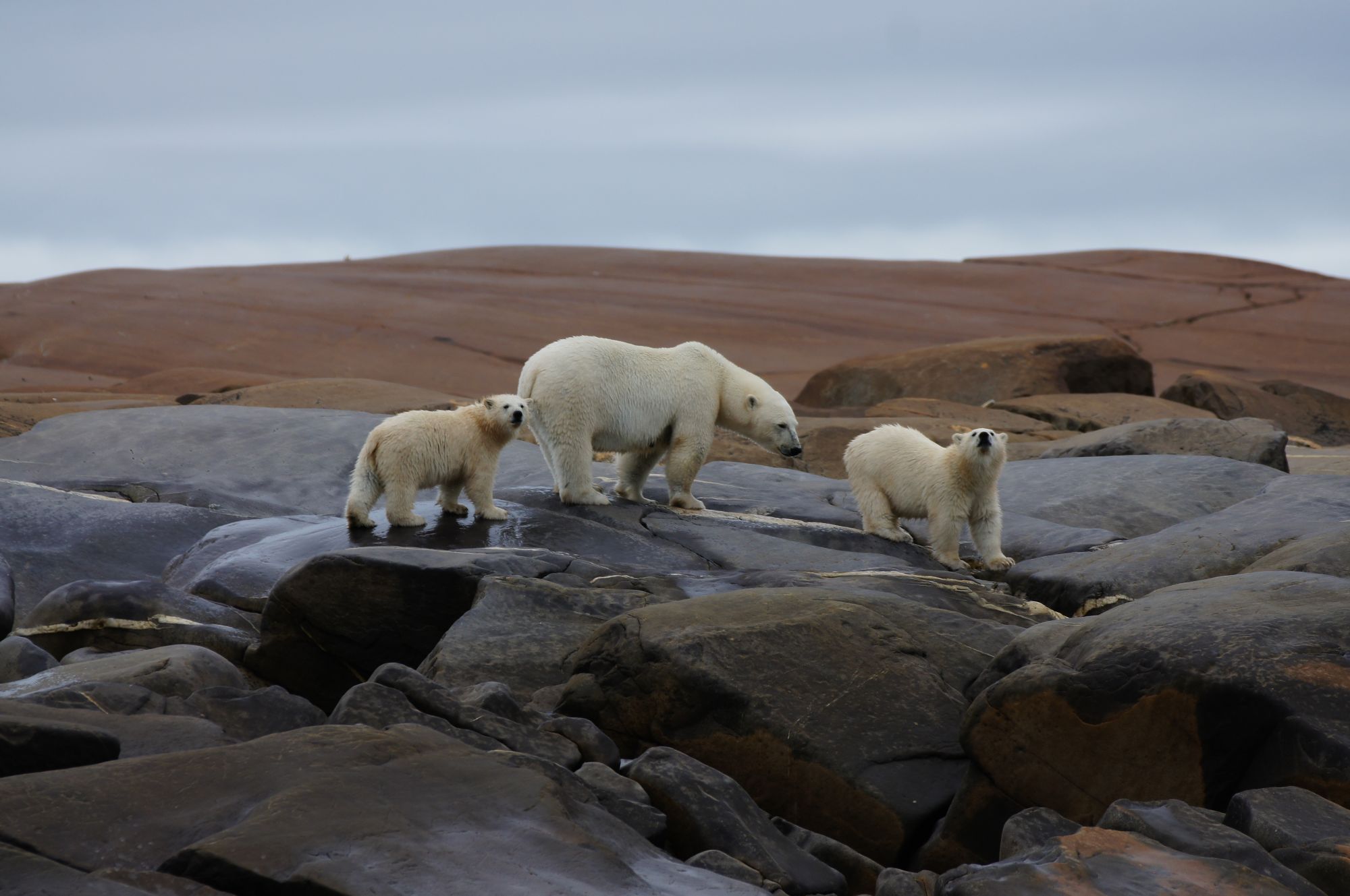 polarbearbelugavideo.jpg