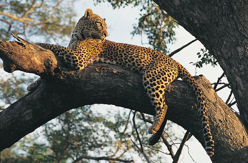 africa_leopard.jpg