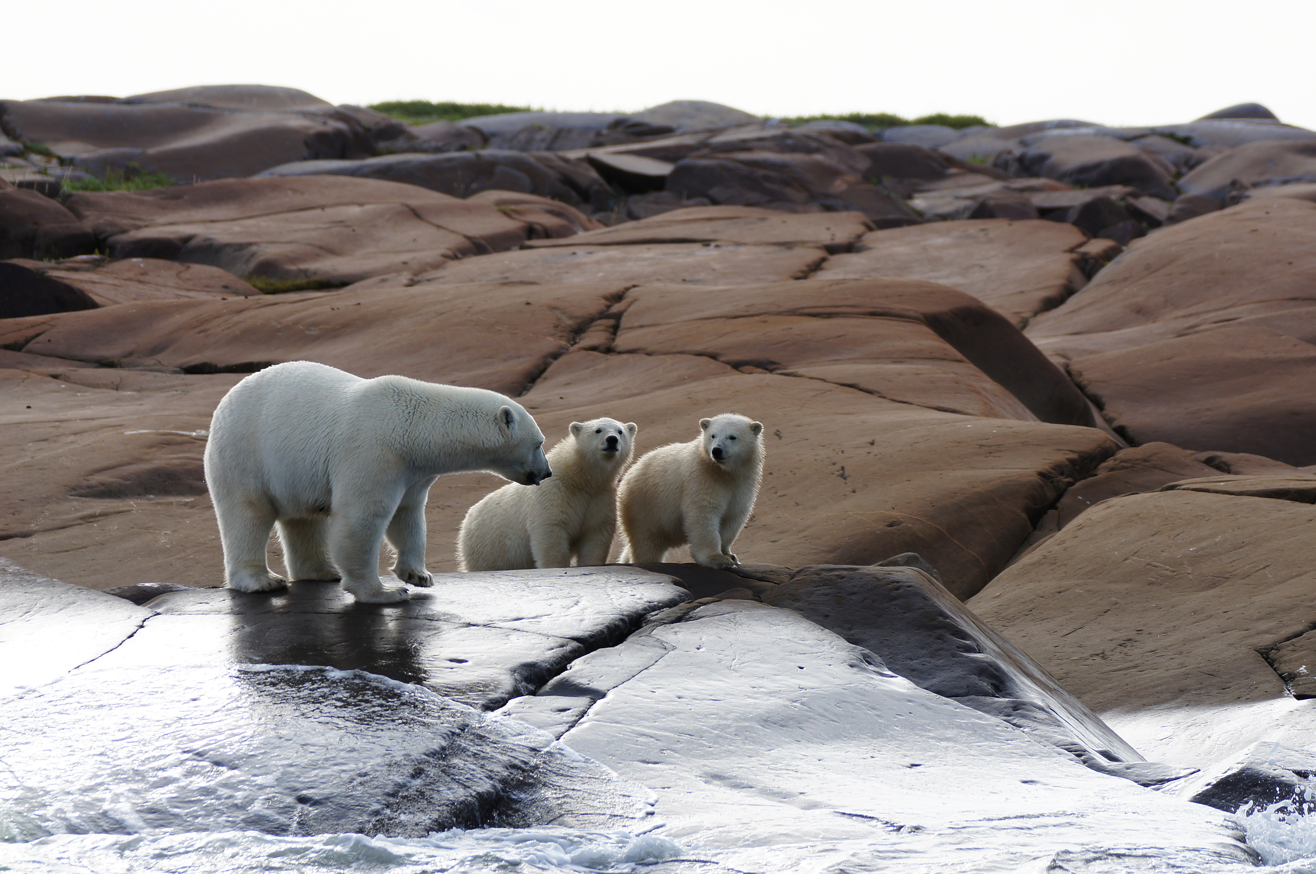 polar-bears-thumbnail.jpg