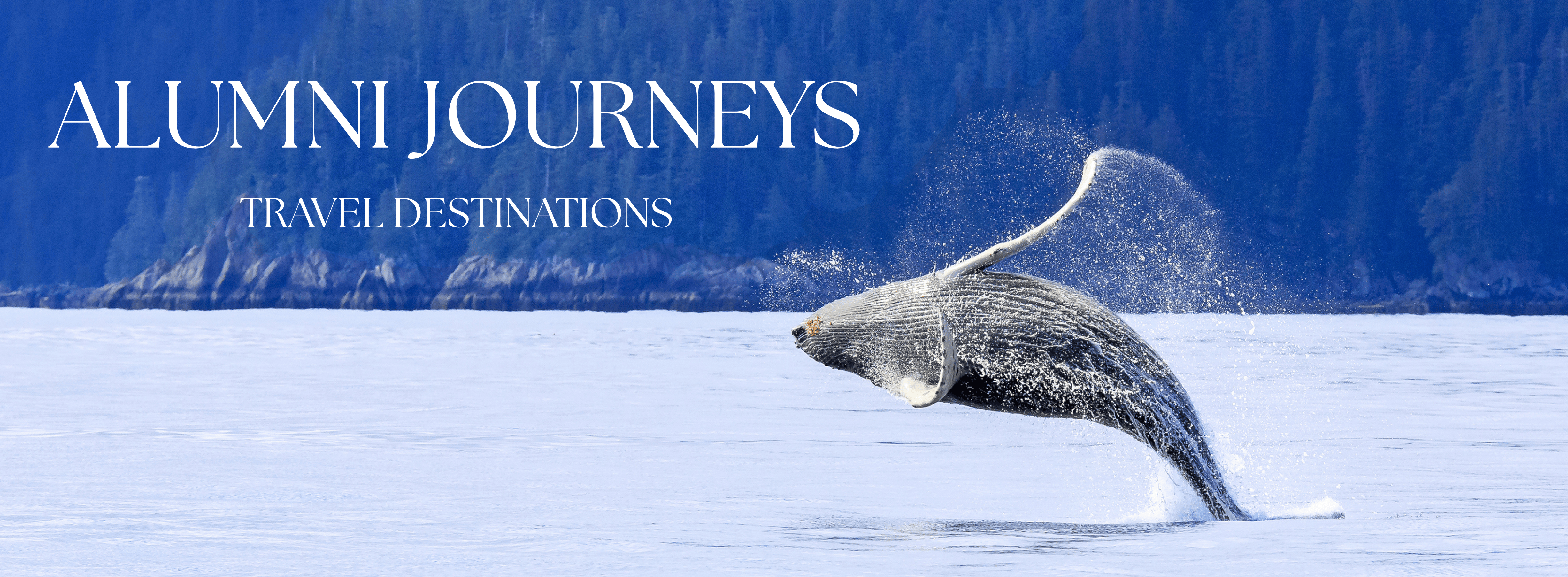 bannerimagewhale.png